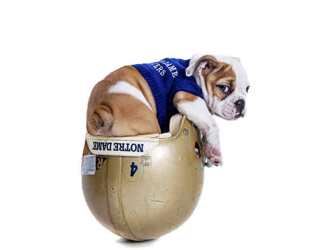 Pet Photography Experience