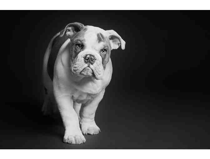 Classic Kids Photography Dog Mini Shoot in Greenwich