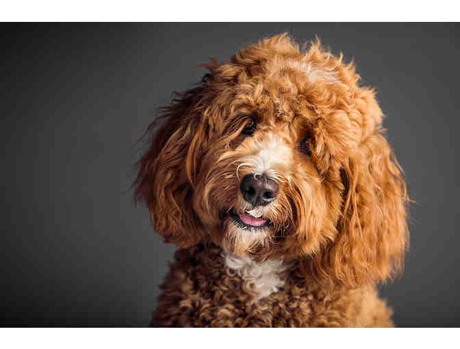 Classic Kids Photography Dog Mini Shoot in Greenwich