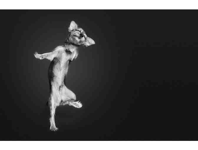 Classic Kids Photography Dog Mini Shoot in Greenwich