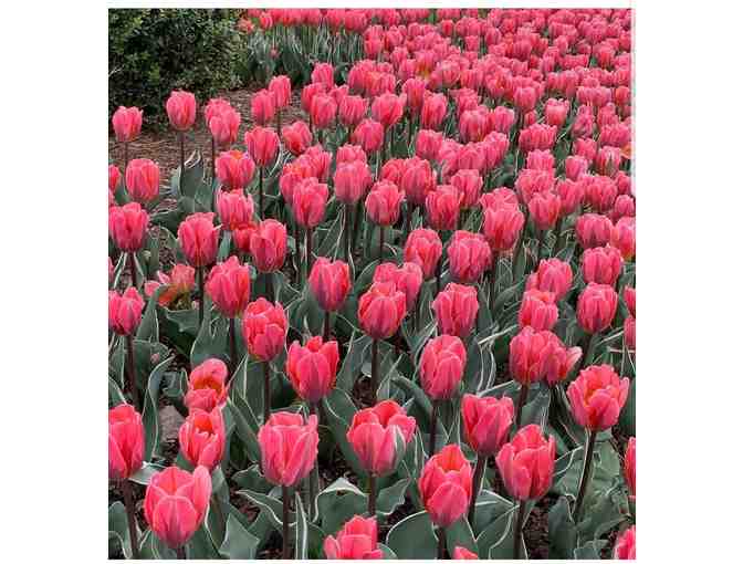 Look and Breathe - Gift Certificate for Longwood Gardens