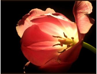 Chaz Dean Studio Day + WEN Selection Gift Basket