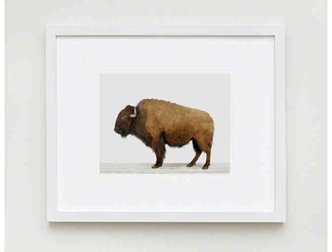AMERICAN BUFFALO Framed Photograph