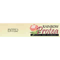 Rainbow Protea