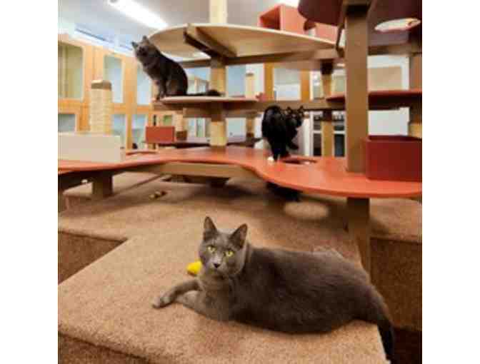 Olde Towne Pet Resort