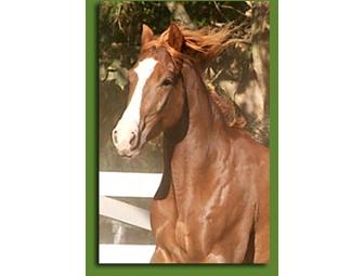 1 1/2 Hour English Riding Lesson - Value $65