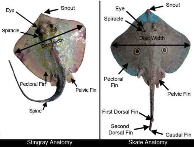 Stingray Dissection & Lunch with Mr. Charles