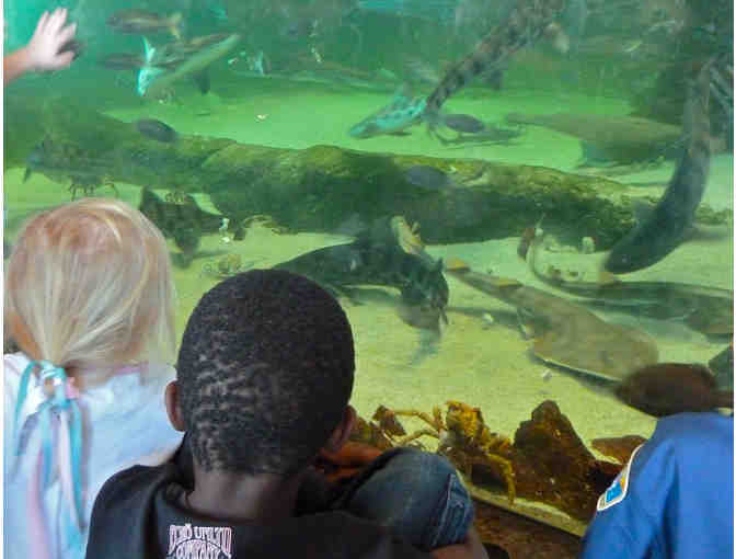 Living Coast Discovery Center - Family Four Pack Admissions