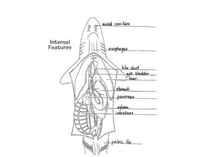 Shark Dissection with Mr. Charles