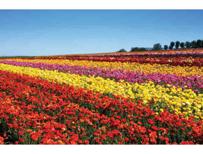 The Flower Fields - 4 Admission Passes