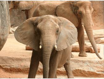 Zoo Atlanta African Elephant Wild Encounter