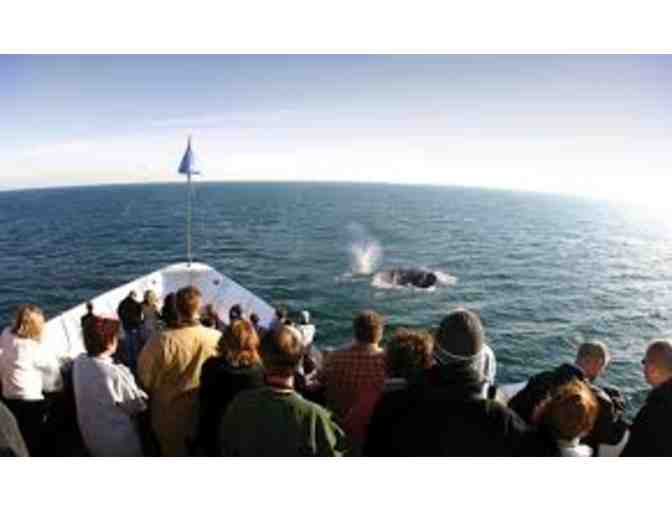 City Cruises Whale Watching for TWO! - Photo 4