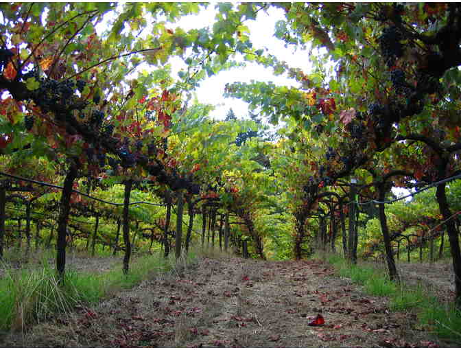 ACORN Winery Tasting for 6 and 4 Wine Bottles!