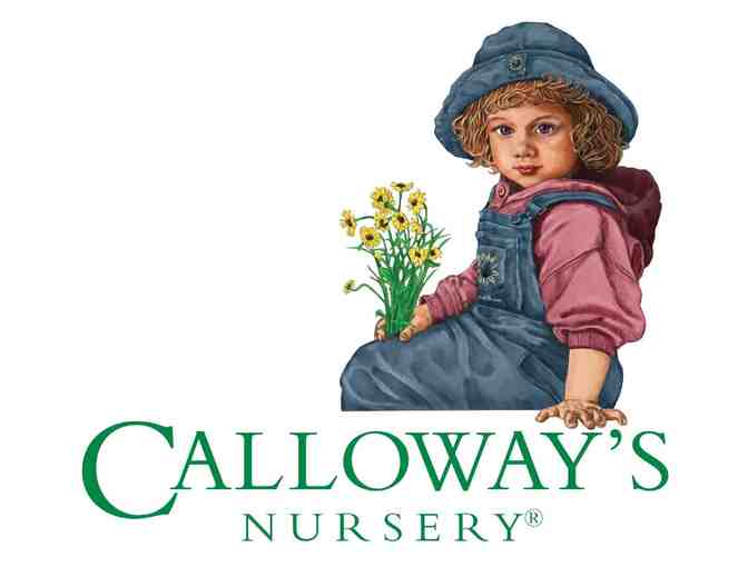 Calloway's Nursery - Gift Certificate for a 'Color Creation'