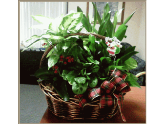 Holiday Plants Basket