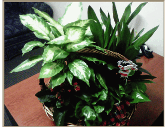 Holiday Plants Basket