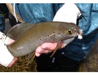 Denali Highway Grayling Safari: August 2-5, 2010