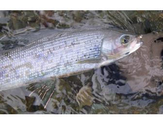 Denali Highway Grayling Safari: August 2-5, 2010