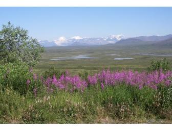 Denali Highway Grayling Safari: August 2-5, 2010