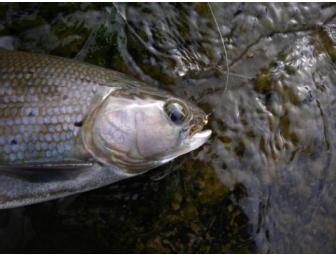 Denali Highway Grayling Safari with Pudge Kleinkauf