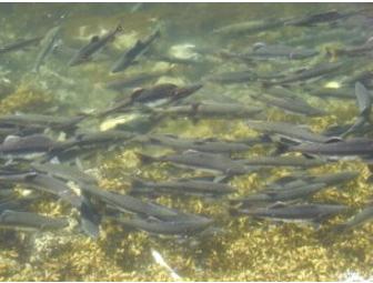 Baranof Wilderness Lodge, 5 nights and 5 1/2 days in Alaska