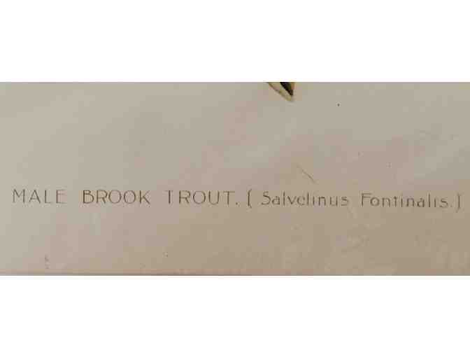 Antique Male Brook Trout Print by Denton
