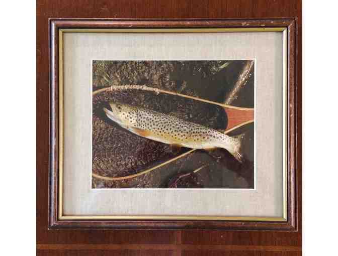 Framed and Matted Brown Trout Photo