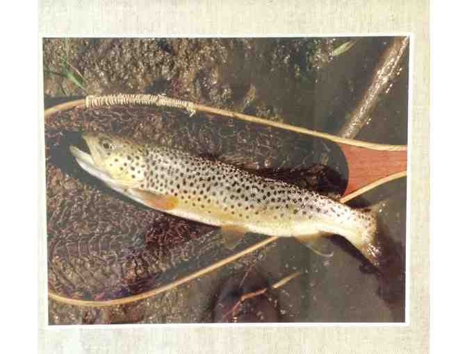 Framed and Matted Brown Trout Photo
