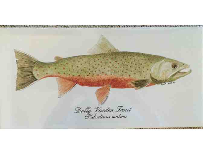 Thom Glace Signed and Numbered Print of Dolly Varden Trout