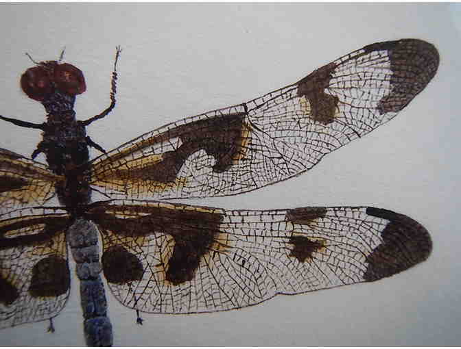 Dragonfly Print by Thom Glace