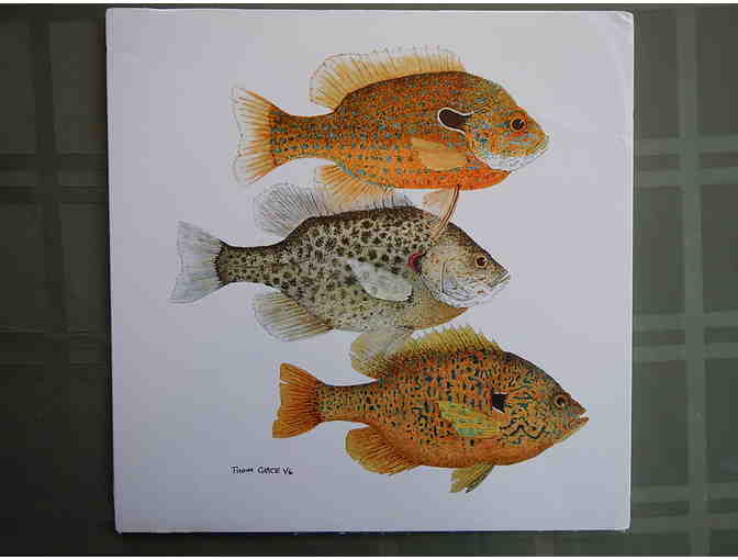 Sunfish Family Print