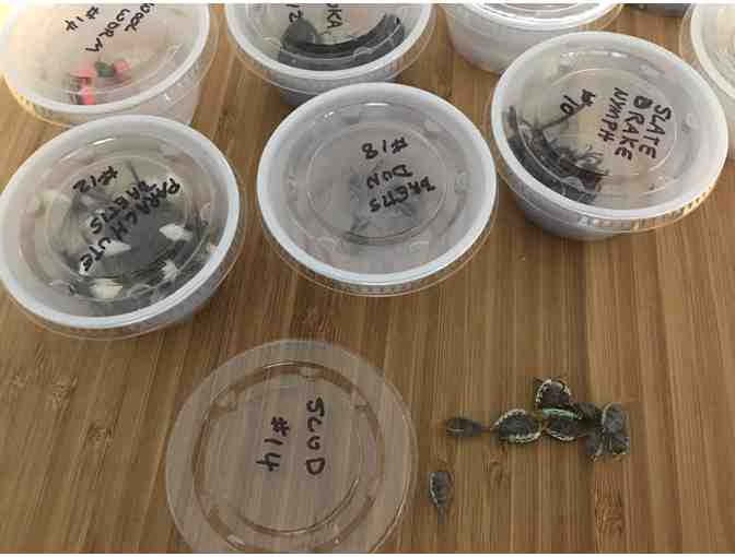 Winning Collection of Flies