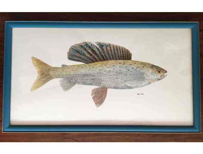 Original Thom Glace Watercolor 'Study of an Arctic Grayling with Montana Local Markings'