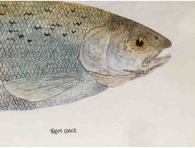 Original Thom Glace Watercolor 'Study of an Arctic Grayling with Montana Local Markings'