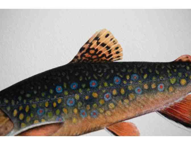 Brook Trout Fine Art Print by Tight Loops
