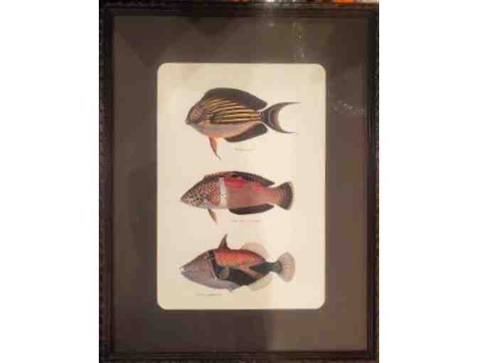 Pair of Fish Prints in Frames