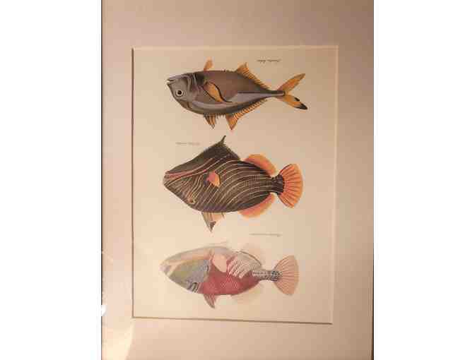 Pair of Fish Prints in Frames