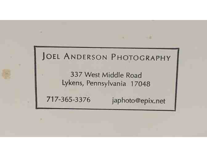 'Ancient Bristlecones' - Photograph by Joel Anderson