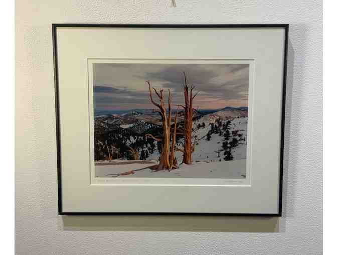 'Ancient Bristlecones' - Photograph by Joel Anderson