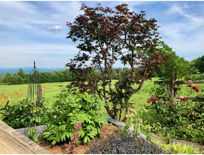 1 Hour of Garden/Landscape Consultation