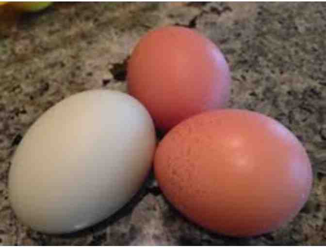 Eggs from Chickens Raised by CSB Family - One Dozen