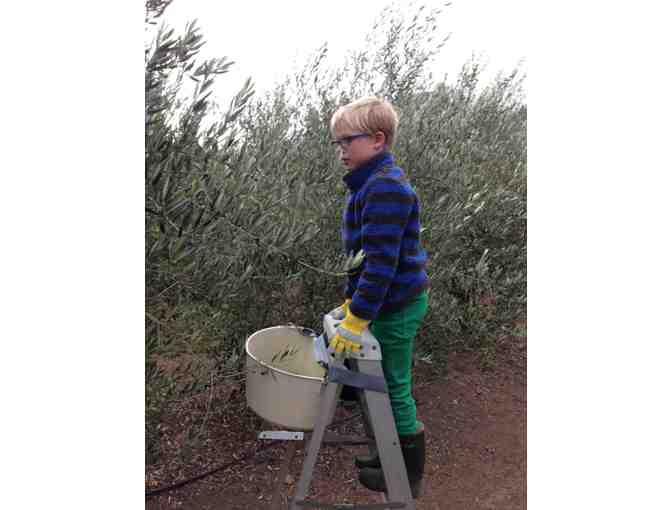 Olive Harvest Day in Healdsburg for Four Families