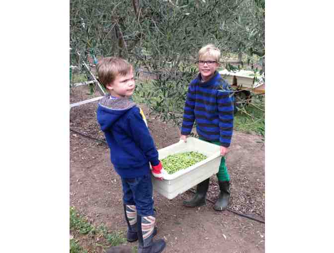 Olive Harvest Day in Healdsburg for Four Families