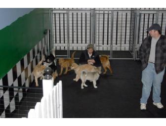 Free Dog Temperament Evaluation & 5 days of Doggie Daycare!
