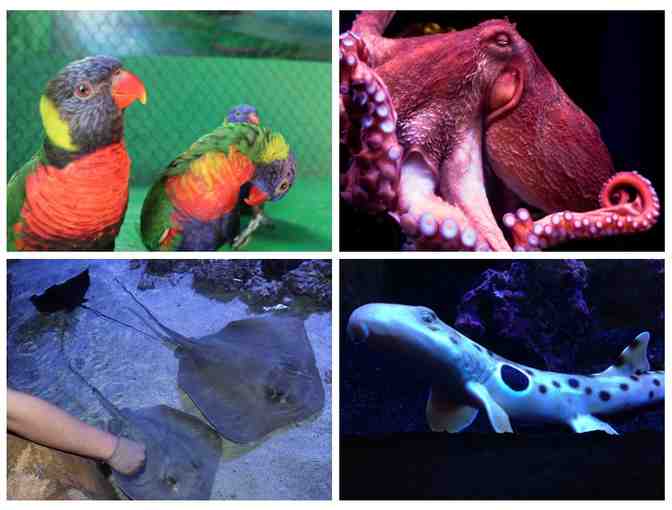 1-YEAR FAMILY Membership to the Portland Aquarium!