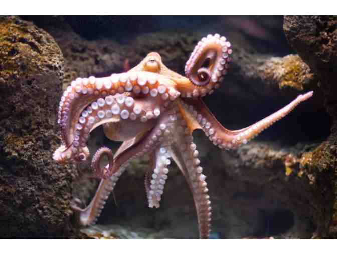 1-YEAR FAMILY Membership to Portland Aquarium