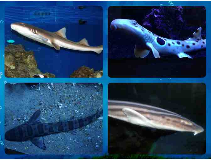 1-YEAR FAMILY Membership to Portland Aquarium