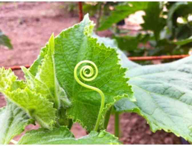$25 to Our Table -A Cooperative of Farmers and producers of handcrafts