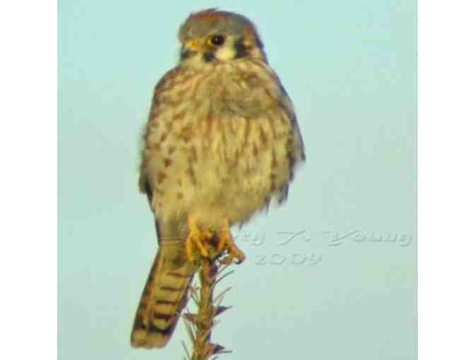 Portland BIrdwatching Experiences