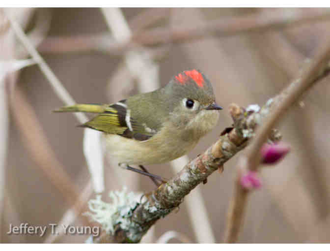 Portland BIrdwatching Experiences
